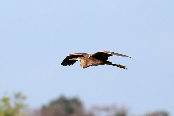 Purperreiger